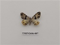 藏品(尺蛾122)的圖片